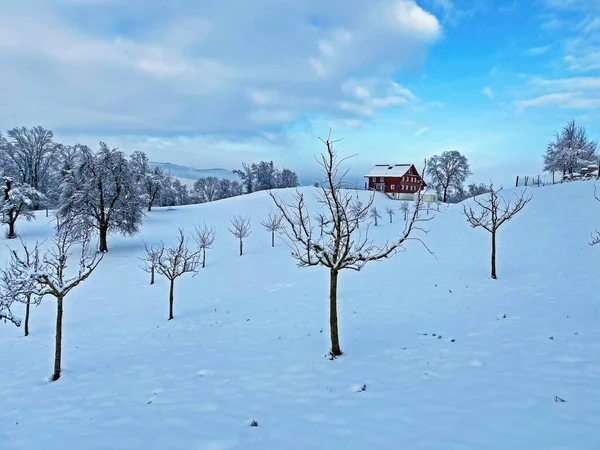 Alberi Frutto Ambiente Invernale Sulle Pendici Del Monte Rigi Frutteti — Foto Stock