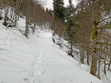 Mattstogg dağlarının taze kar örtüsü üzerinde ve Walen Gölü veya Walenstadt Gölü (Walensee) üzerinde (Walensee), Amden - İsviçre 'nin St. Gallen Kantonu (Schweiz)