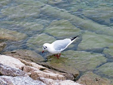 İsviçre 'de Walenstadt Gölü (Walensee) - İsviçre' nin St. Gallen Kantonu (Kanton St. Gallen, Schweiz)