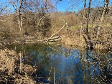 İlkbaharın başlarında Tuerler / Tuerlersee veya Turlersee bölgesinde erken bahar çayırları ve karışık ormanlarla doğal manzara, Aeugst am Albis - İsviçre (Schweiz)