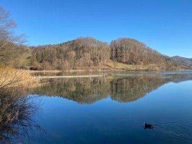 İlkbaharın başlarında Tuerler / Tuerlersee veya Turlersee bölgesinde erken bahar çayırları ve karışık ormanlarla doğal manzara, Aeugst am Albis - İsviçre (Schweiz)
