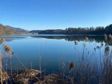 İlkbaharın başlarında Tuerler / Tuerlersee veya Turlersee bölgesinde erken bahar çayırları ve karışık ormanlarla doğal manzara, Aeugst am Albis - İsviçre (Schweiz)