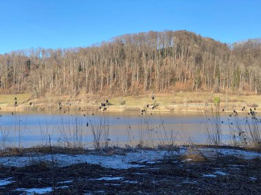 İlkbaharın başlarında Tuerler / Tuerlersee veya Turlersee bölgesinde erken bahar çayırları ve karışık ormanlarla doğal manzara, Aeugst am Albis - İsviçre (Schweiz)