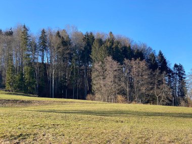 İlkbaharın başlarında Tuerler Gölü veya Tuerlersee Gölü / Turlersee bölgesinde erken bahar çayırları ve karışık ormanlarla doğal manzara, Aeugst am Albis - İsviçre (Schweiz)