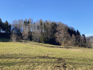 İlkbaharın başlarında Tuerler Gölü veya Tuerlersee Gölü / Turlersee bölgesinde erken bahar çayırları ve karışık ormanlarla doğal manzara, Aeugst am Albis - İsviçre (Schweiz)