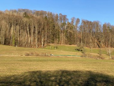İlkbaharın başlarında Tuerler Gölü veya Tuerlersee Gölü / Turlersee bölgesinde erken bahar çayırları ve karışık ormanlarla doğal manzara, Aeugst am Albis - İsviçre (Schweiz)
