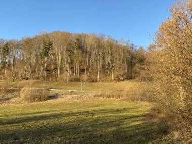 İlkbaharın başlarında Tuerler Gölü veya Tuerlersee Gölü / Turlersee bölgesinde erken bahar çayırları ve karışık ormanlarla doğal manzara, Aeugst am Albis - İsviçre (Schweiz)