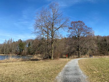 Bergweiher göleti boyunca ve Zuerich Gölü (Zuerichsee), Horgen - Zuerich veya Zürih Kantonu 'nun üzerindeki Grindelriet' in korunan bölgesinde, İsviçre (Schweiz)