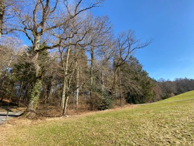 Bergweiher göleti ve Zürih Gölü 'nün (Zuerichsee) yukarısındaki Grindelriet bölgesinde (Zuerichsee), Horgen - İsviçre