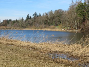 Bergweiher göletinde kış sonu ve ilkbaharın başlarında Horgen - Zuerich veya Zürih Kantonu, İsviçre (Schweiz)