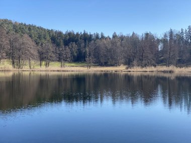 Kışın sonları ve ilkbaharın başlarında Gattikerweiher göletinde ve Landforst, Gattikon 'un koruma altındaki doğal alanında Zuerich veya Zürih Kantonu, İsviçre (Schweiz)