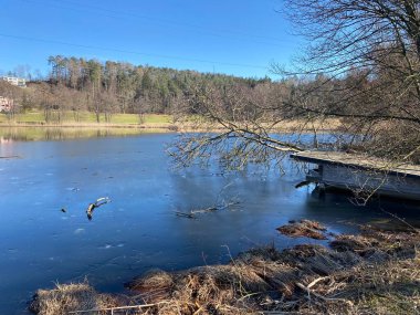 Kışın sonları ve ilkbaharın başlarında Gattikerweiher göletinde ve Landforst, Gattikon 'un koruma altındaki doğal alanında Zuerich veya Zürih Kantonu, İsviçre (Schweiz)