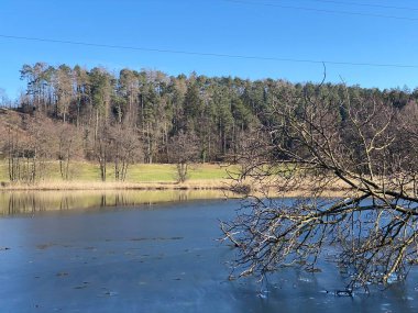 Kışın sonları ve ilkbaharın başlarında Gattikerweiher göletinde ve Landforst, Gattikon 'un koruma altındaki doğal alanında Zuerich veya Zürih Kantonu, İsviçre (Schweiz)