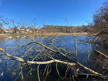 Kışın sonları ve ilkbaharın başlarında Gattikerweiher göletinde ve Landforst, Gattikon 'un koruma altındaki doğal alanında Zuerich veya Zürih Kantonu, İsviçre (Schweiz)