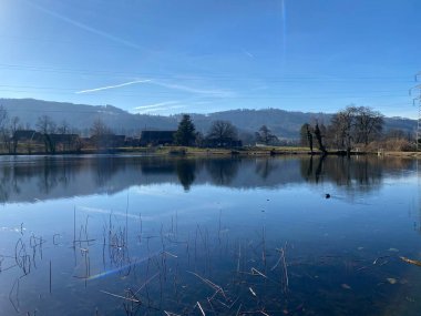 Kışın sonları ve ilkbaharın başlarında Gattikerweiher göletinde ve Landforst, Gattikon 'un koruma altındaki doğal alanında Zuerich veya Zürih Kantonu, İsviçre (Schweiz)