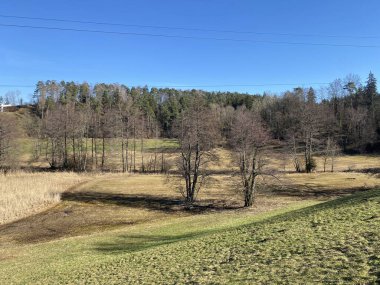 Landforst, Gattikon - Zuerich Kantonu veya Zürih, İsviçre 'nin (Schweiz)
