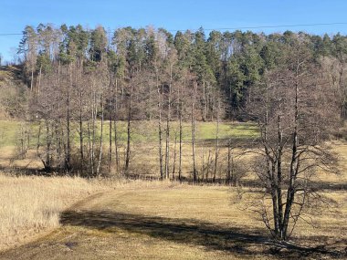 Landforst, Gattikon - Zuerich Kantonu veya Zürih, İsviçre 'nin (Schweiz)