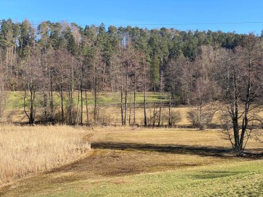Landforst, Gattikon - Zuerich Kantonu veya Zürih, İsviçre 'nin (Schweiz)