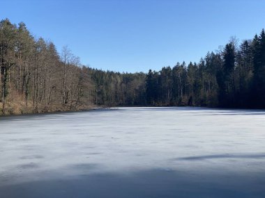 Kış sonu ve ilkbaharın başlarında Waldweiher göletinde ve Landforst, Gattikon 'un koruma altındaki doğal alanında Zuerich veya Zürih Kantonu, İsviçre (Schweiz)