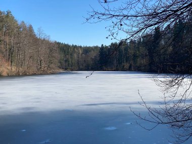 Kış sonu ve ilkbaharın başlarında Waldweiher göletinde ve Landforst, Gattikon 'un koruma altındaki doğal alanında Zuerich veya Zürih Kantonu, İsviçre (Schweiz)
