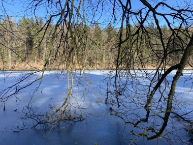 Kış sonu ve ilkbaharın başlarında Waldweiher göletinde ve Landforst, Gattikon 'un koruma altındaki doğal alanında Zuerich veya Zürih Kantonu, İsviçre (Schweiz)