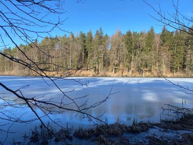 Kış sonu ve ilkbaharın başlarında Waldweiher göletinde ve Landforst, Gattikon 'un koruma altındaki doğal alanında Zuerich veya Zürih Kantonu, İsviçre (Schweiz)