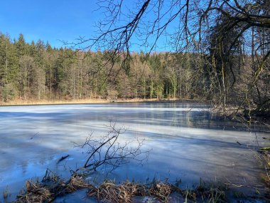 Kış sonu ve ilkbaharın başlarında Waldweiher göletinde ve Landforst, Gattikon 'un koruma altındaki doğal alanında Zuerich veya Zürih Kantonu, İsviçre (Schweiz)
