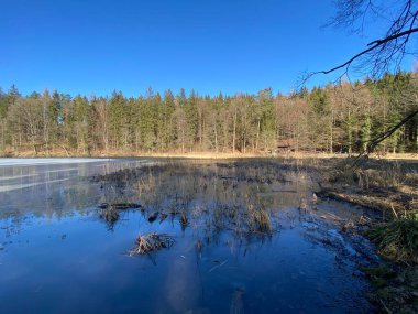 Kış sonu ve ilkbaharın başlarında Waldweiher göletinde ve Landforst, Gattikon 'un koruma altındaki doğal alanında Zuerich veya Zürih Kantonu, İsviçre (Schweiz)