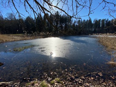 Kış sonu ve ilkbaharın başlarında Waldweiher göletinde ve Landforst, Gattikon 'un koruma altındaki doğal alanında Zuerich veya Zürih Kantonu, İsviçre (Schweiz)