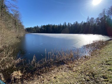 Kış sonu ve ilkbaharın başlarında Waldweiher göletinde ve Landforst, Gattikon 'un koruma altındaki doğal alanında Zuerich veya Zürih Kantonu, İsviçre (Schweiz)