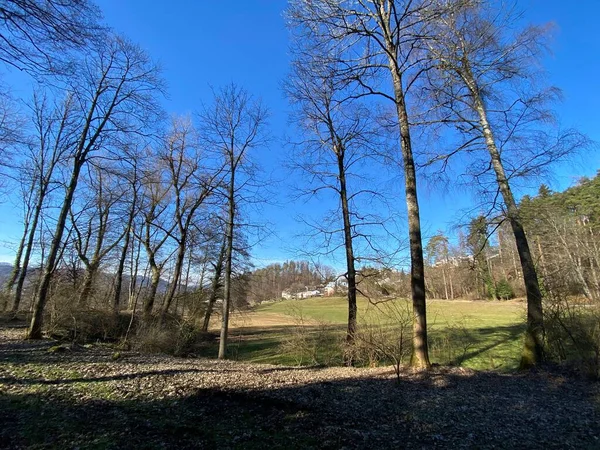 Natural landscape with early spring pastures and mixed forests in the protected natural area of Landforst, Gattikon - Canton of Zuerich or Zurich, Switzerland (Schweiz)