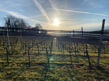 Zürih Gölü 'ndeki Au Yarımadası' nın tepesinde (Zürih Oder Zuerichsee), Wadenswil (Waedenswil) - Zürih Kantonu, İsviçre (Schweiz))