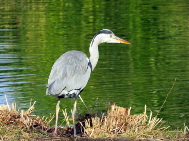 Gri balıkçılkuşu (Ardea cinerea), der Graureiher oder Fischreiher Vogel ili Siva caplja in Lake Au (Ausee), Wadenswil (Waedenswil) - Zürih Kantonu (Zuerich), İsviçre (Schweiz))