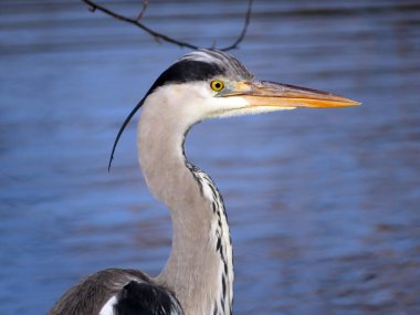 Gri balıkçılkuşu (Ardea cinerea), der Graureiher oder Fischreiher Vogel ili Siva caplja in Lake Au (Ausee), Wadenswil (Waedenswil) - Zürih Kantonu (Zuerich), İsviçre (Schweiz))
