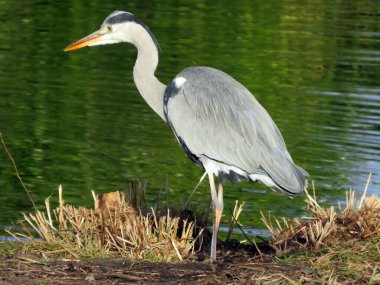 Gri balıkçılkuşu (Ardea cinerea), der Graureiher oder Fischreiher Vogel ili Siva caplja in Lake Au (Ausee), Wadenswil (Waedenswil) - Zürih Kantonu (Zuerich), İsviçre (Schweiz))