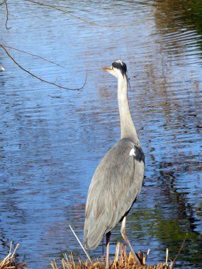 Gri balıkçılkuşu (Ardea cinerea), der Graureiher oder Fischreiher Vogel ili Siva caplja in Lake Au (Ausee), Wadenswil (Waedenswil) - Zürih Kantonu (Zuerich), İsviçre (Schweiz))