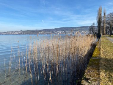 Lake Zurich (Zuerichsee oder Zurichsee) and a coastal landscape with vegetation in late winter in the Au Peninsula area, Wadenswil (Waedenswil) - Canton of Zurich (Zuerich), Switzerland (Schweiz)