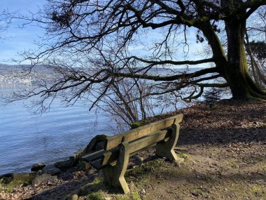 Lake Zurich (Zuerichsee oder Zurichsee) and a coastal landscape with vegetation in late winter in the Au Peninsula area, Wadenswil (Waedenswil) - Canton of Zurich (Zuerich), Switzerland (Schweiz)