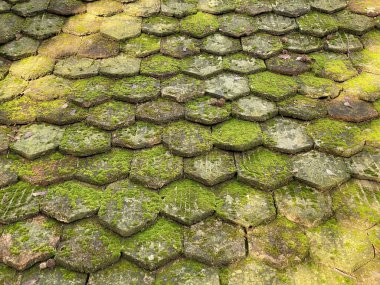 Green moss covered old tile on the building next to Au Castle (Schloss Au; Werdmuller Landgut), Wadenswil (Waedenswil) - Canton of Zurich (Zuerich), Switzerland / Schweiz