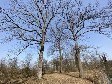 Aargau Reuss nehir ovasında (Naturschutzzone Aargauische Auen in der Reussebene), Rottenschwil - İsviçre, Schweiz