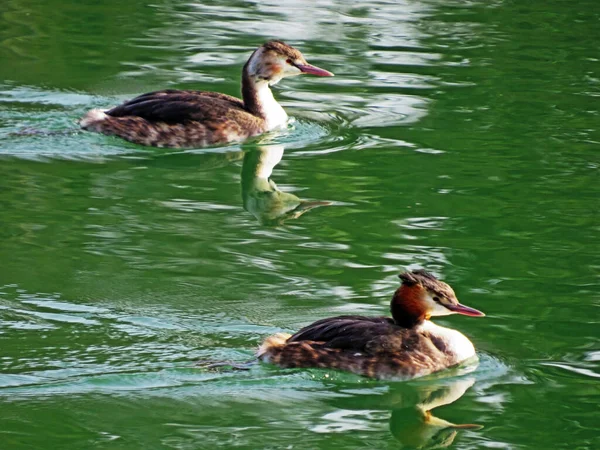 Ducks and river birds in the natural protection zone Aargau Reuss river plain (Naturschutzzone Aargauische Auen in der Reussebene), Rottenschwil - Switzerland (Schweiz)