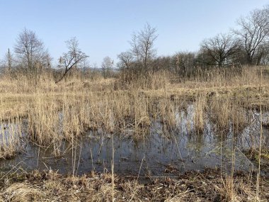 Aargau Reuss nehir ovasında (Reussebene 'de Naturschutone Aargauische Auen), Rottenschwil - İsviçre (Schweiz)