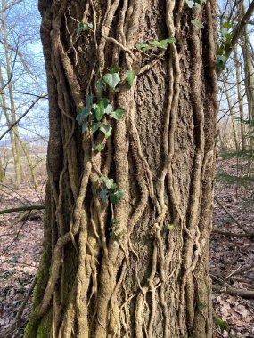 Alelade sarmaşık (Hedera sarmaşığı), Avrupa sarmaşığı (der Gemeine Efeu) Aargau Reuss nehir ovasında (der Reussebene 'de Naturschutzzone Aargauische Auen), Rottenschwil - İsviçre / Schweiz