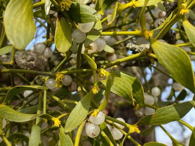 Avrupa ökse otu (Viscum albümü), normal ökseotu veya Die Weissbeerige Mistel in the natural protected zone Aargau Reuss river plain (Naturschutone Aargauische Auen in der Reussebene), Rottenschwil - İsviçre (Schweiz)