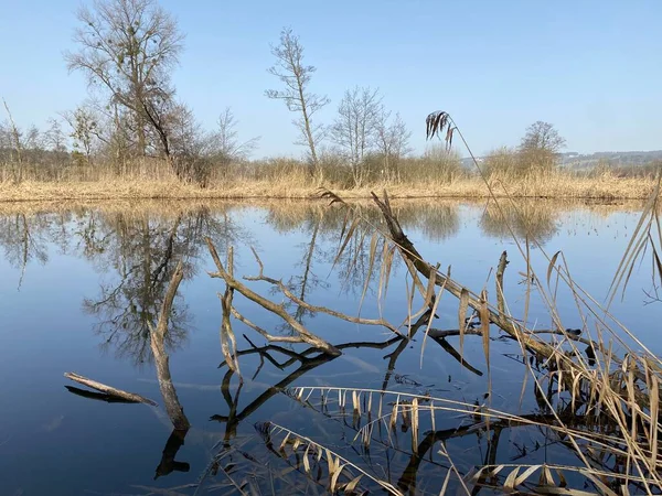 Natural landscape during late winter in the natural protection zone Aargau Reuss river plain (Naturschutzzone Aargauische Auen in der Reussebene), Rottenschwil - Switzerland (Schweiz)