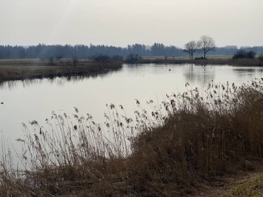 Stille Reuss (Stilli Ruess) Aargau Nehri ovasında (Naturschutzzone Aargauische Auen in der Reussebene), Rottenschwil - İsviçre / Schweiz