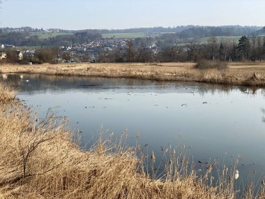 Stille Reuss (Stilli Ruess) Aargau Nehri ovasında (Naturschutzzone Aargauische Auen in der Reussebene), Rottenschwil - İsviçre / Schweiz