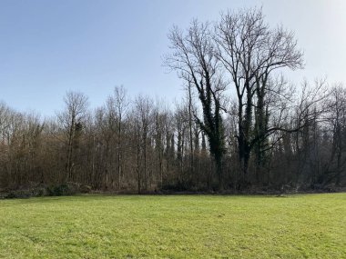 Doğal koruma alanı Aargau Reuss nehir ovasında (Naturschutzzone Aargauische Auen in der Reussebene), Rottenschwil - İsviçre / Schweiz