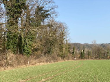 Doğal koruma alanı Aargau Reuss nehir ovasında (Naturschutzzone Aargauische Auen in der Reussebene), Rottenschwil - İsviçre / Schweiz