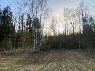Doğal koruma alanı Aargau Reuss nehir ovasında (Naturschutzzone Aargauische Auen in der Reussebene), Rottenschwil - İsviçre / Schweiz